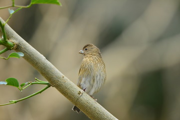 The outdoor fringillidae birds in the park