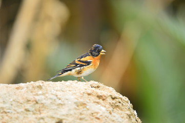 The outdoor fringillidae birds in the park