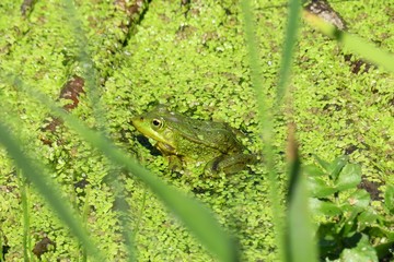 Green frog in the pond, closeup