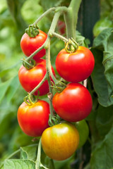 Fresh, ripe, organic, red cherry tomatoes growing on vine in vegetable garden