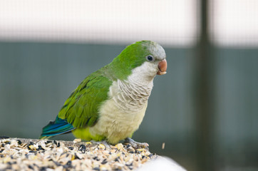 Songbird with white breast full-length portrait