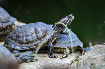 Turtle put his paw on another turtle funny