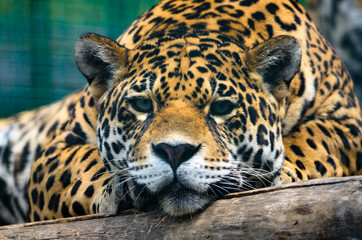 Fototapeta na wymiar Portrait of a lying jaguar very close
