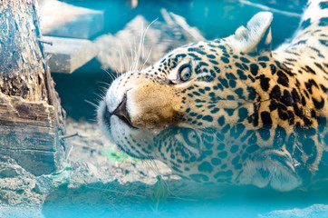 Jaguar is played lying down not land close frame