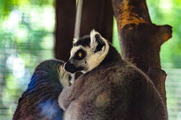 Obraz premium Lemur on a beautiful background washes his friend