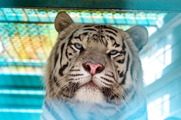 Portrait of Bengal white Tiger on a light background