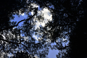 treetops in the forest against a blue sky
