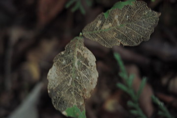 植物、きのこ、夏、影、陰影、虫、花、カフェ