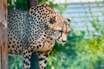 Cheetah in a tree 