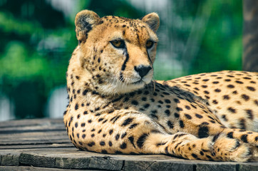 Cheetah portrait and facial expression