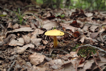 植物、きのこ、夏、影、陰影、虫、花、カフェ