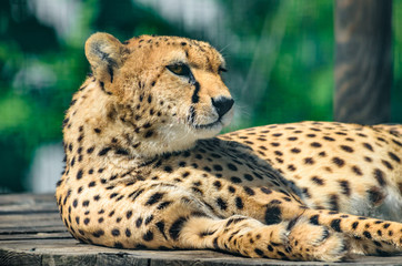 Cheetah portrait and facial expression