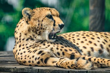 Cheetah portrait and facial expression