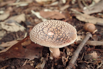 植物、きのこ、夏、影、陰影、虫、花、カフェ