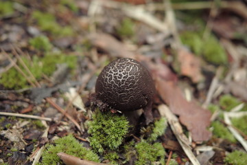 植物、きのこ、夏、影、陰影、虫、花、カフェ
