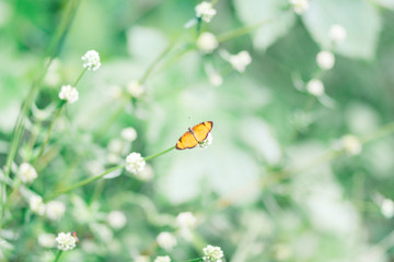 butterfly on flower