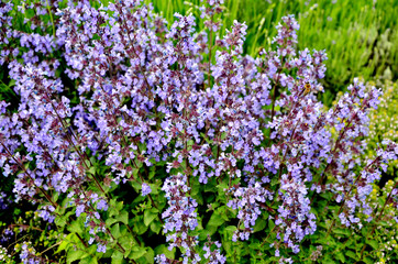 Obraz premium beautiful purple flowers.blue flowers in the garden