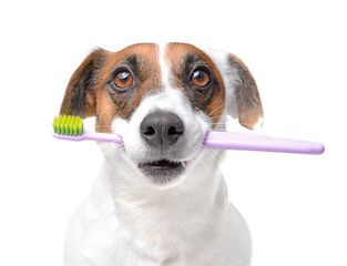 Cute dog with toothbrush on white background