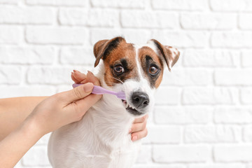 Owner cleaning teeth of cute dog with brush on white background