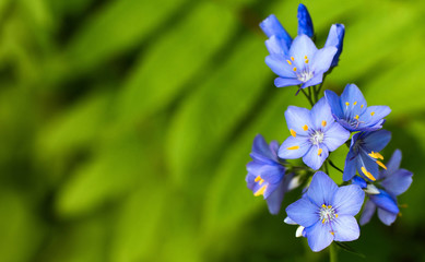 Wild forest flowers of blue color on a natural background. Macro shooting of nature in the wild.  © Елена Швецова
