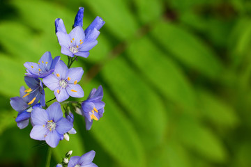 Wild forest flowers of blue color on a natural background. Macro shooting of nature in the wild.  © Елена Швецова