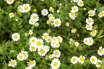 Fototapeta premium Many beautiful chamomiles in field