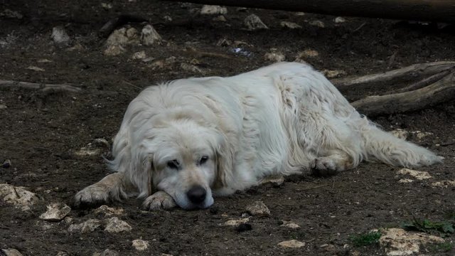 Bosnian and Herzegovinian - Croatian Shepherd Dog Tornjak resting in rural ambient - (4K)