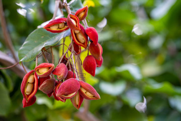 Ripe Chestnut at the tree