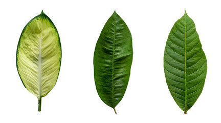 Tropical Green leaves on white background.