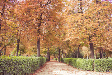 autumn in the park