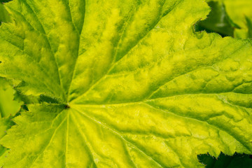 Closeup of green leaf with darker veins