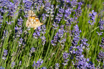 A colorful butterfly in the middle of a lavender field