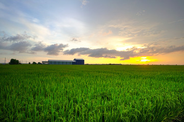 Landscape of rice paddy field