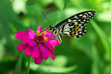 Fototapeta na wymiar Colorful Butterfly (Vaness cardur) on a little flower in the garden