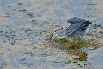 きれいな婚姻色のオイカワをゲットしたササゴイ