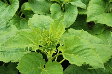 ひまわり　小さいつぼみ　夏　杤木