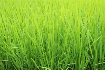 稲　葉　緑　田んぼ　杤木