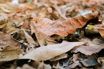 Close up of dry leaf on the ground textures background, selective focus
