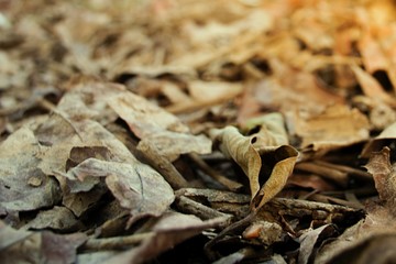 Close up of dry leaf on the ground textures background, selective focus