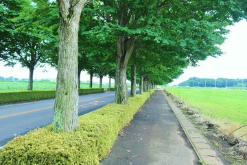 風景　田舎　道　カツラ並木　夏　杤木