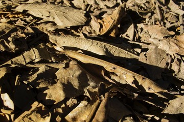 Fallen dry leaf on the ground with sunlight and shadow