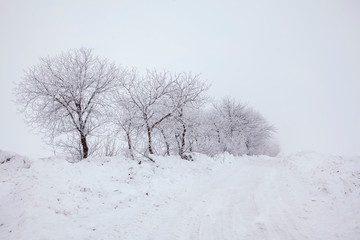 Fototapeta premium white winter nature with trees in the snow 