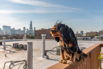 A beautiful Cavalier King Charles Spaniel dog poses bravely upon a ledge in front of the Chicago...