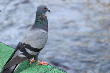 Obraz premium pigeon in the park