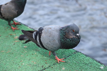pigeon on a background
