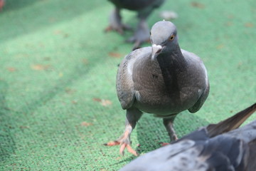 pigeon in the park near cannal