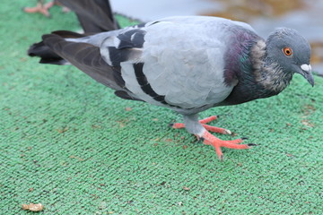 pigeon on a background