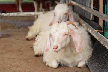 goat sleep on farm