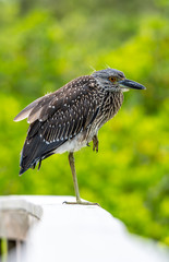 Juvenile black crowned night heron resting on one leg