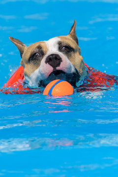 American Staffordshire Terrier in the pool with a toy